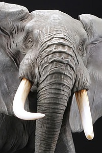 KAIYODO Mega Sofubi Advance MSA-018 African Elephant Redeco Edition